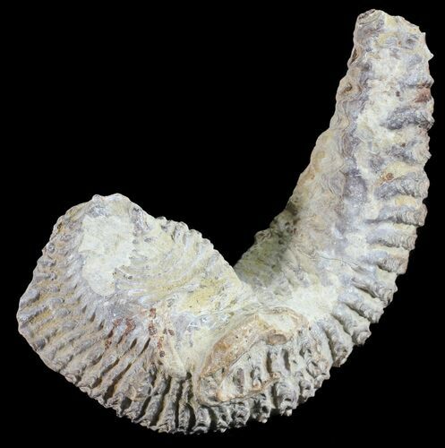 Cretaceous Fossil Oyster (Rastellum) - Madagascar #54418